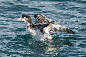 Great Northern Diver at Scrabster