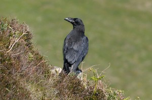 Raven at Strathy Bay